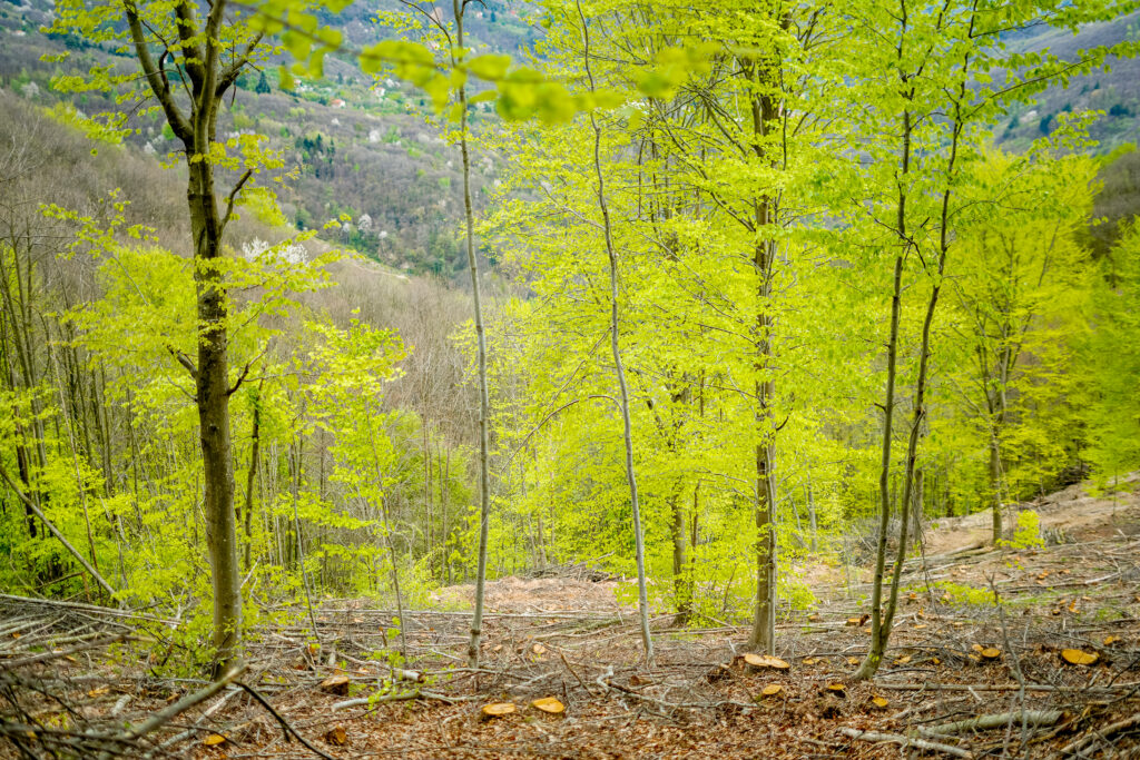 Pali di castagno e legna da ardere
